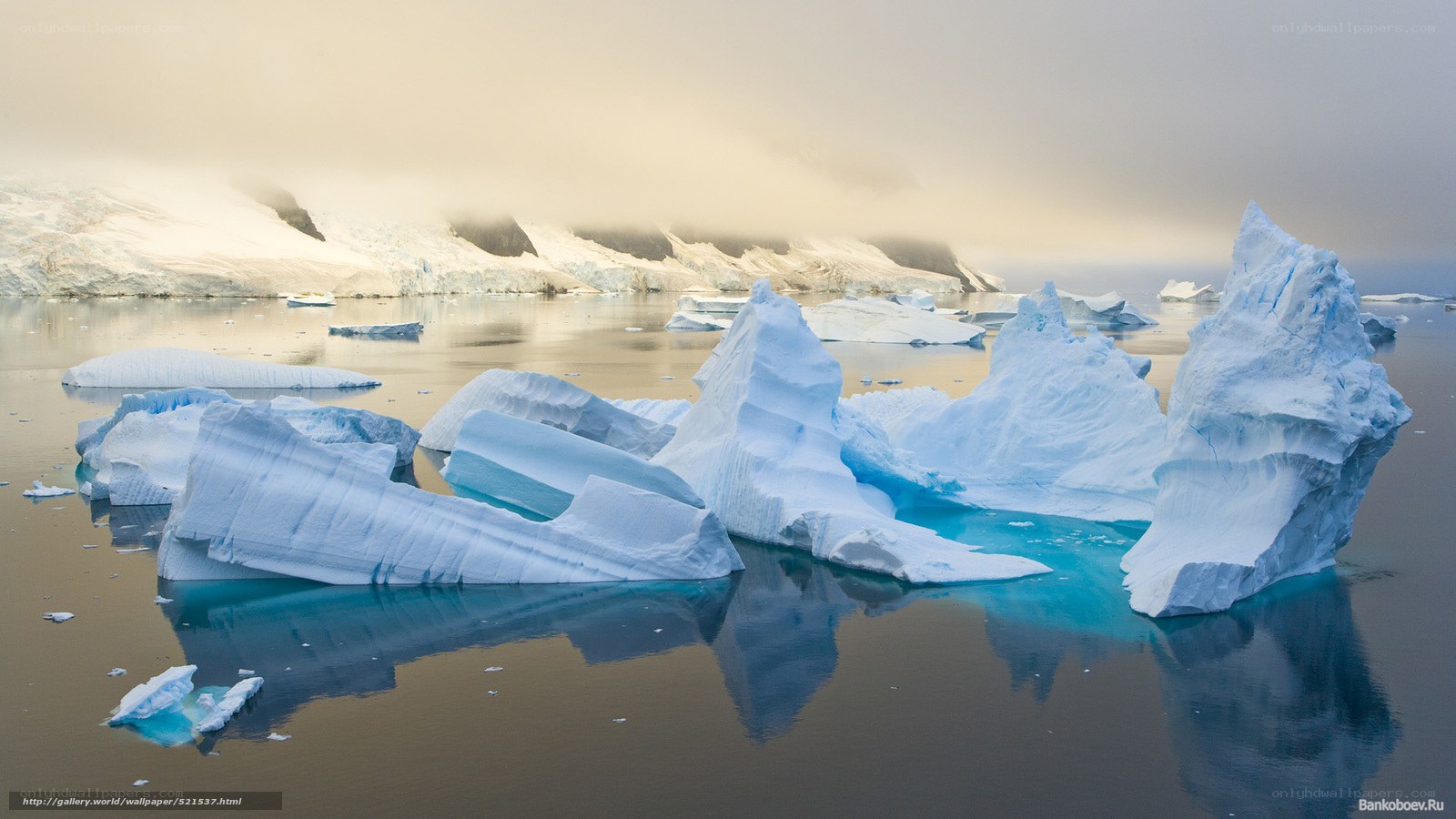 Icebergs in calm waters