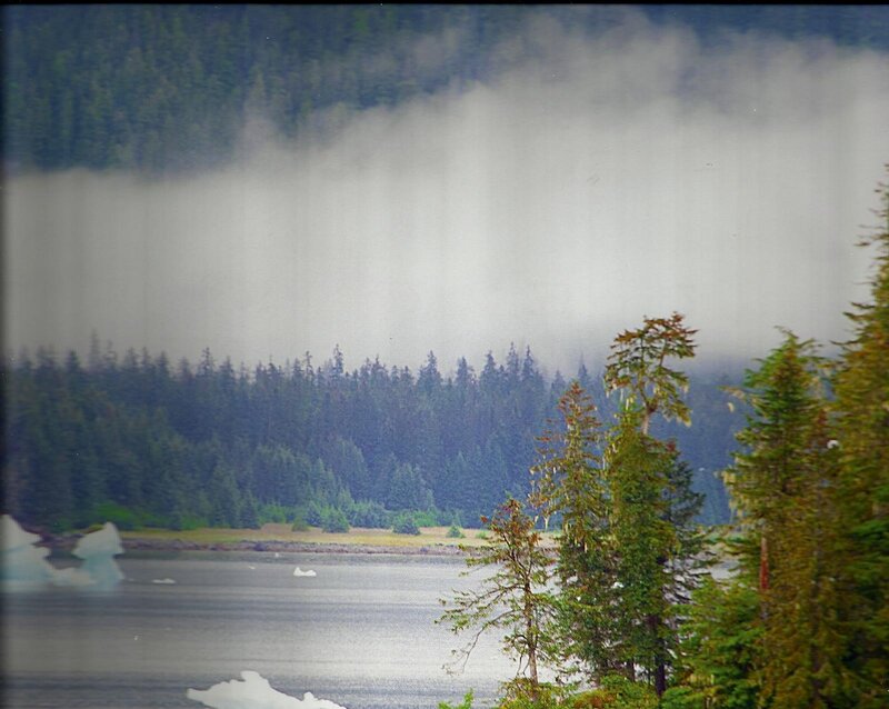 Icebergs in Forested Bay