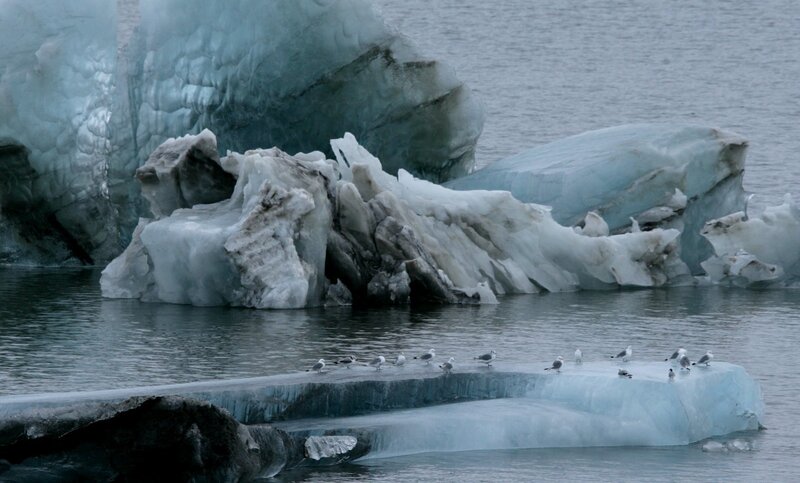 Icebergs in Water