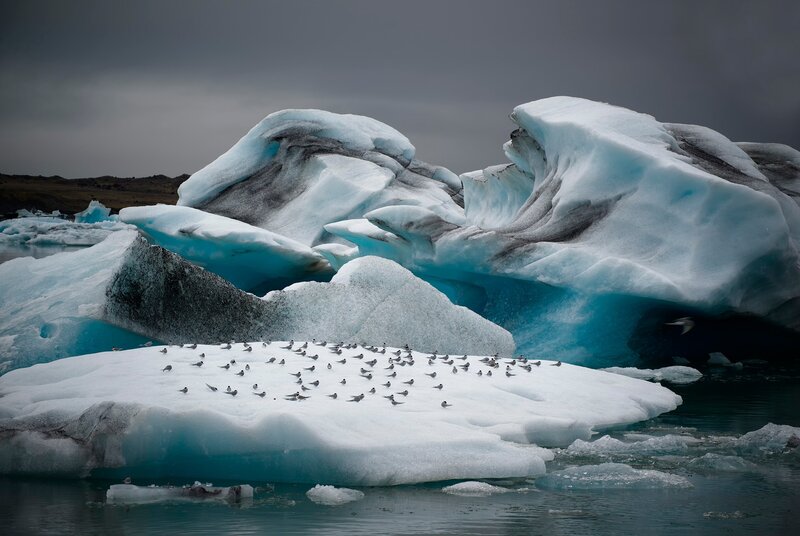 Icebergs with Birds