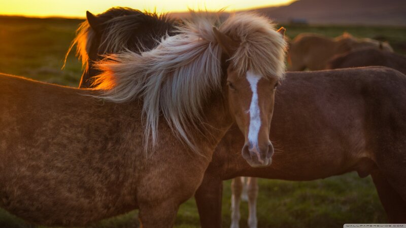 Icelandic Horse at Sunset — Brown