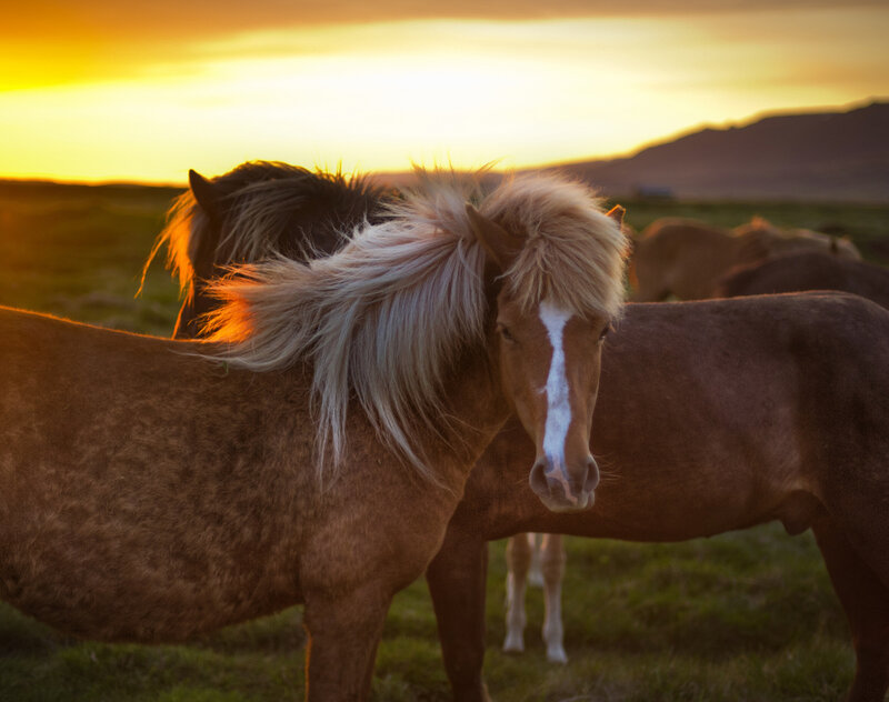Icelandic Horse at Sunset