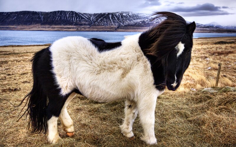 Icelandic horse by the lake