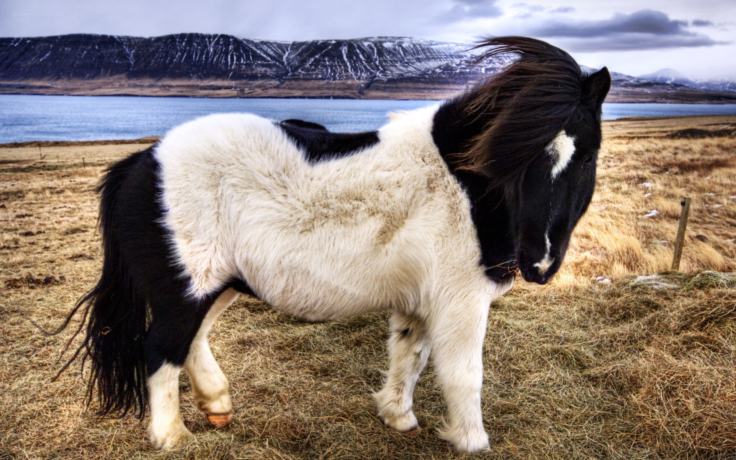 Icelandic horse by the lake