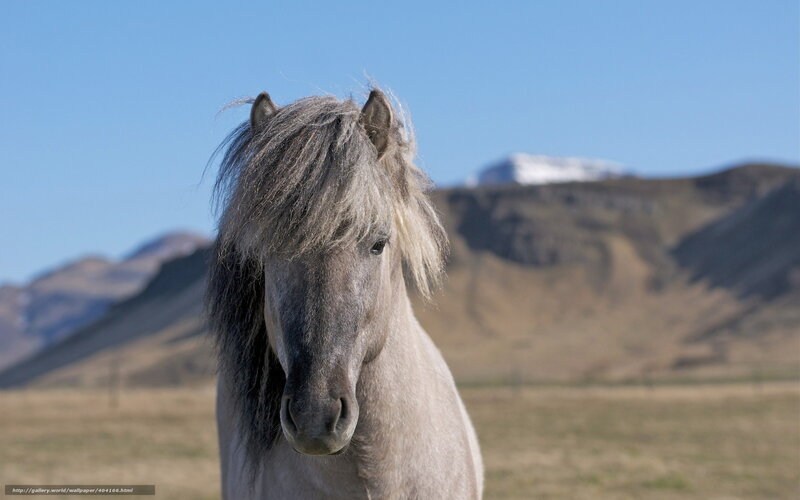 Icelandic Horse in Field — Blue