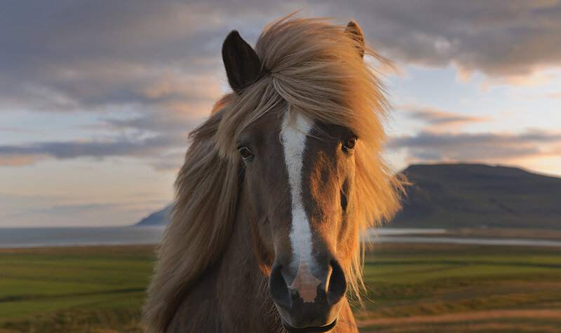 Icelandic Horse in Field