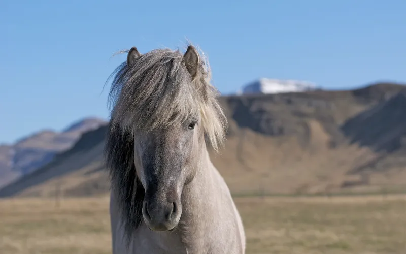 Icelandic horse in mountain landscape