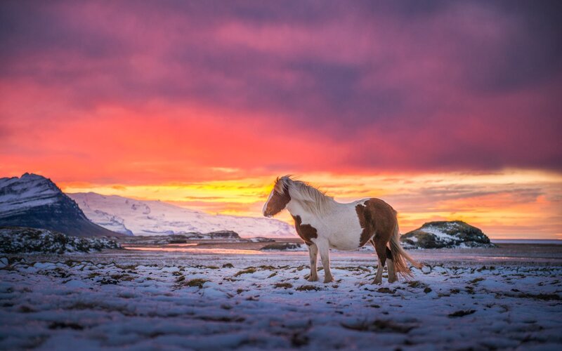 Icelandic Horse in Snow — Purple