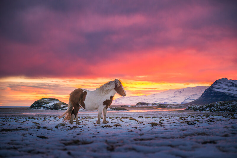 Icelandic Horse in Snow