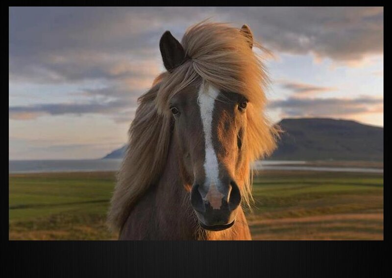 Icelandic Horse