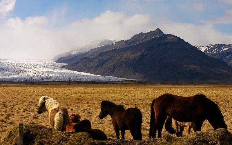 Icelandic Horses in Field — Brown