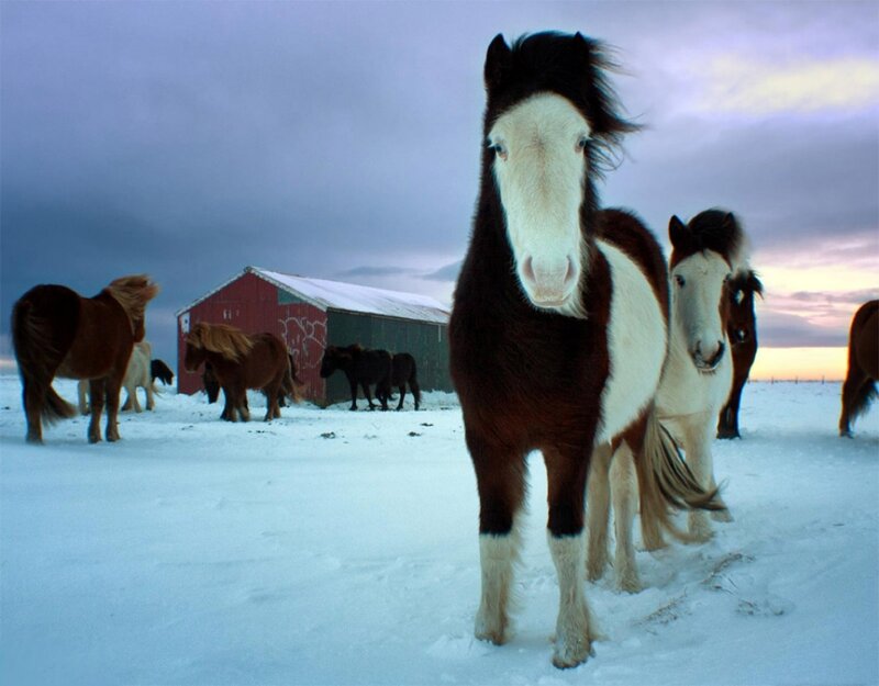 Icelandic Horses in Snow