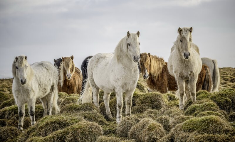 Icelandic Horses on Grass