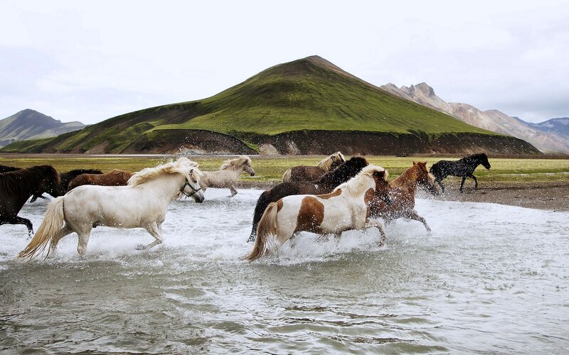 Icelandic Horses Running — Green