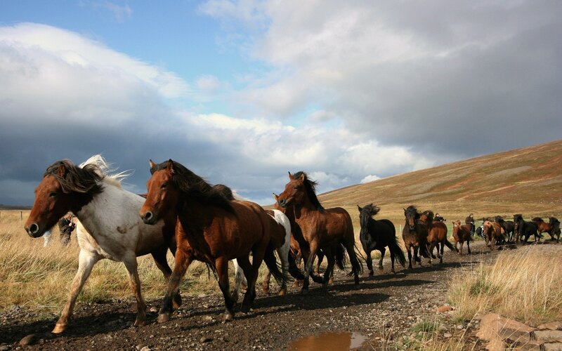 Icelandic Horses Running