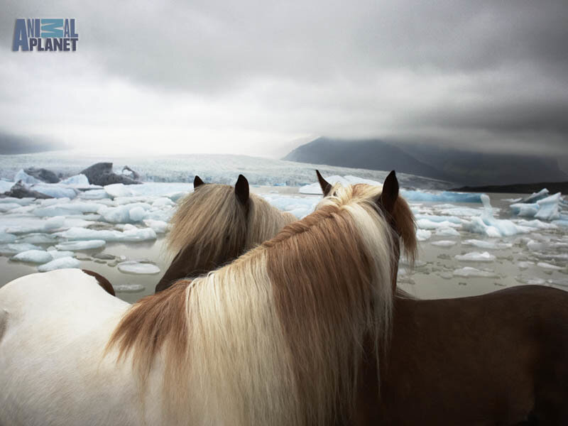 Icelandic Horses