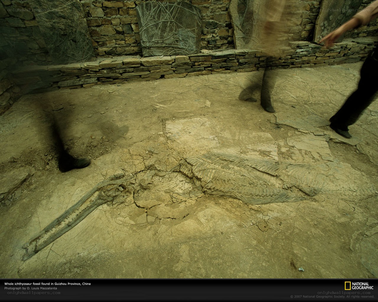 Ichthyosaur fossil in China