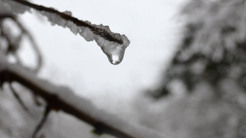 Icicle on a Branch