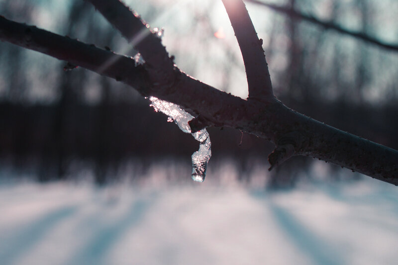 Icicle on a tree branch