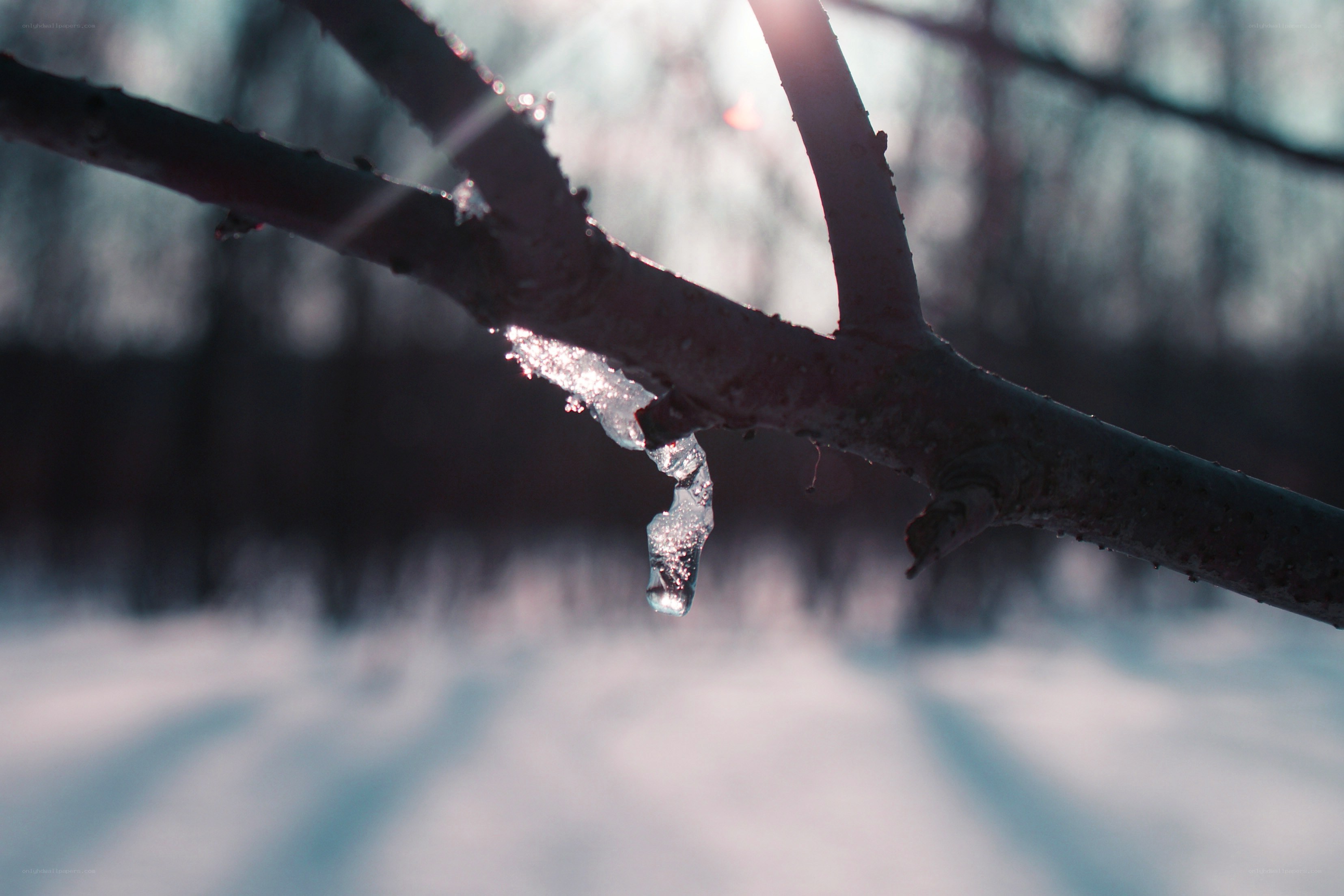Icicle on a tree branch