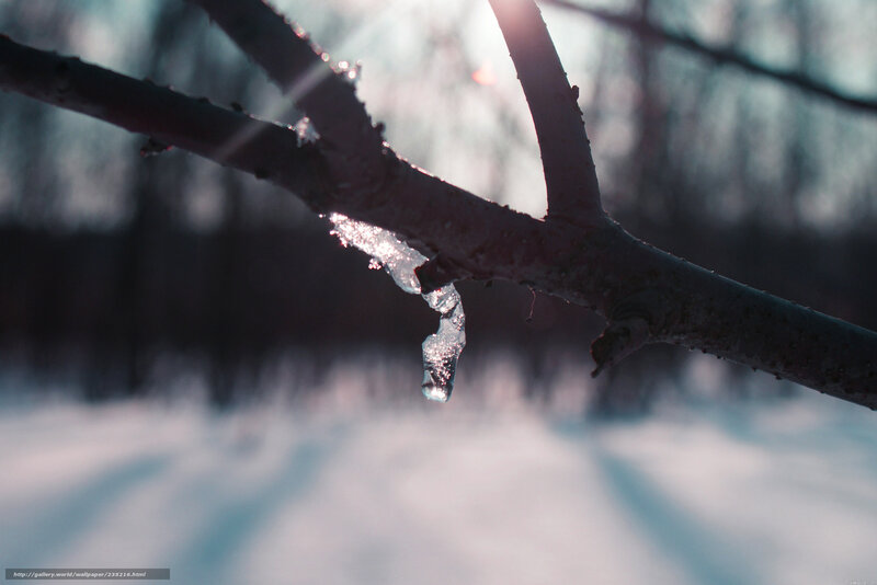 Icicle on a tree branch