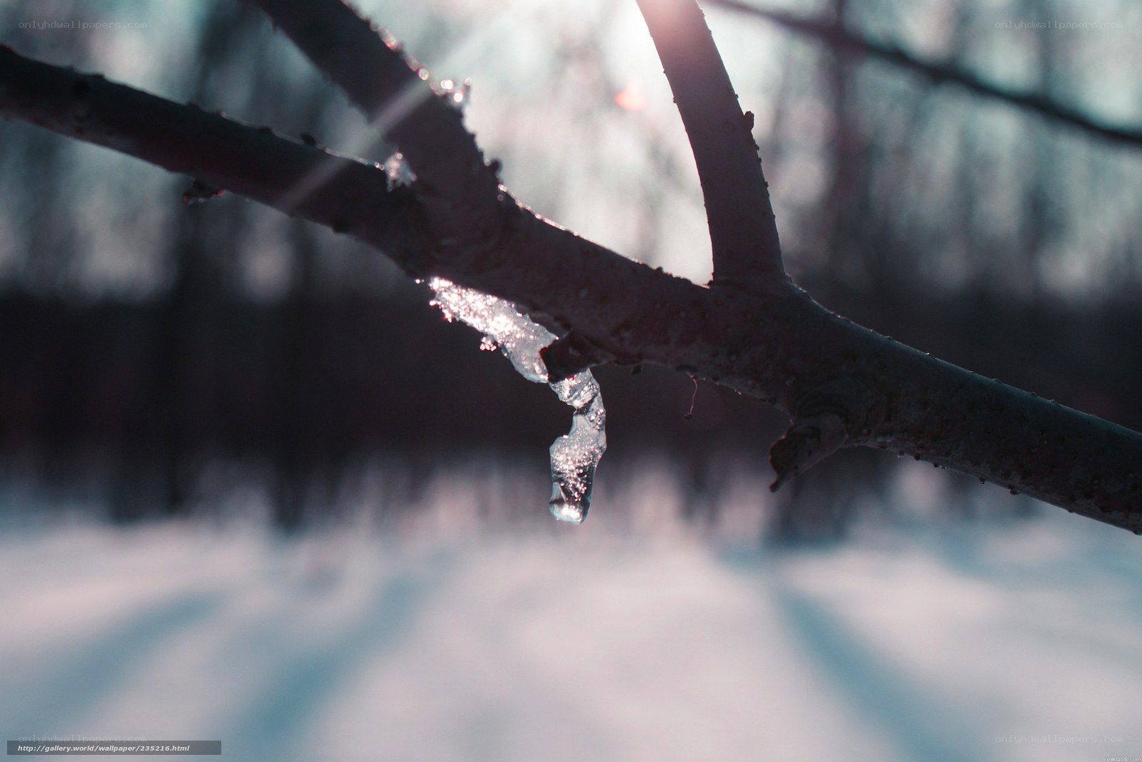 Icicle on a tree branch
