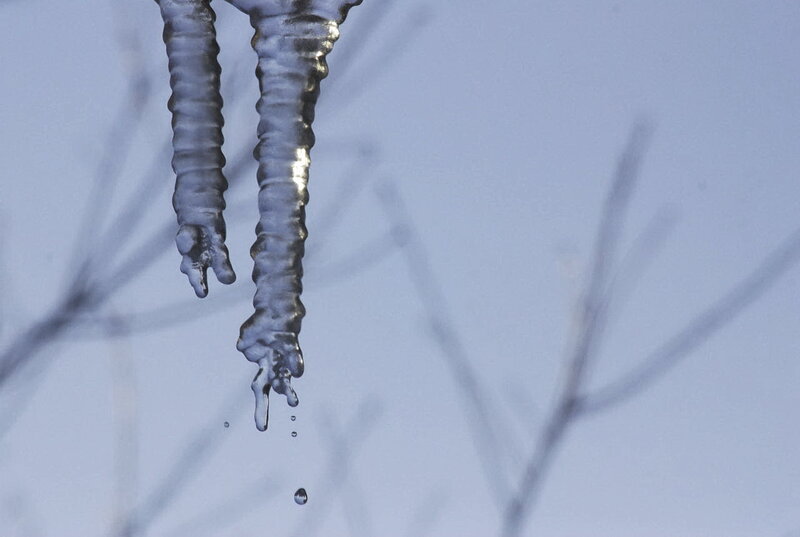 Icicles Hanging from Branch