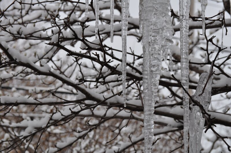 Icicles hanging from tree branches