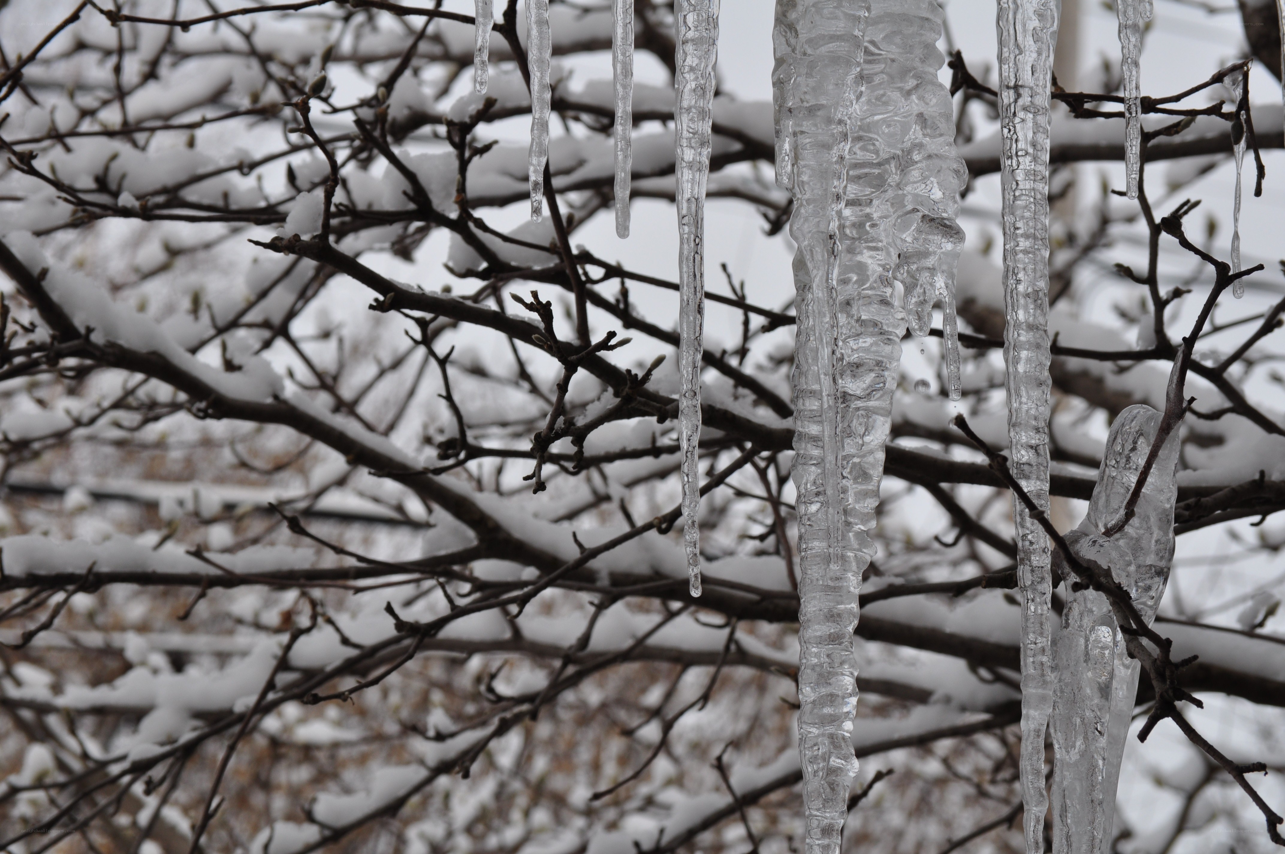 Icicles hanging from tree branches