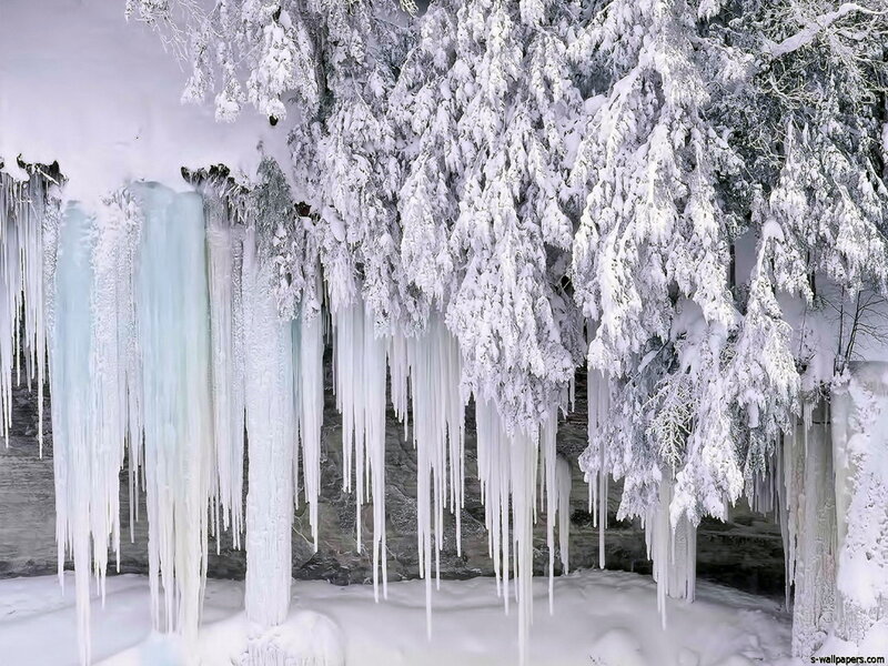 Icicles Hanging from Trees