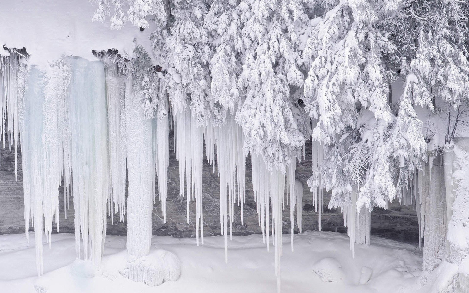 Icicles in a snowy forest