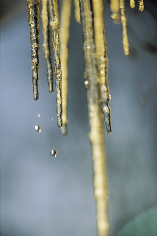 Icicles melting in sunlight