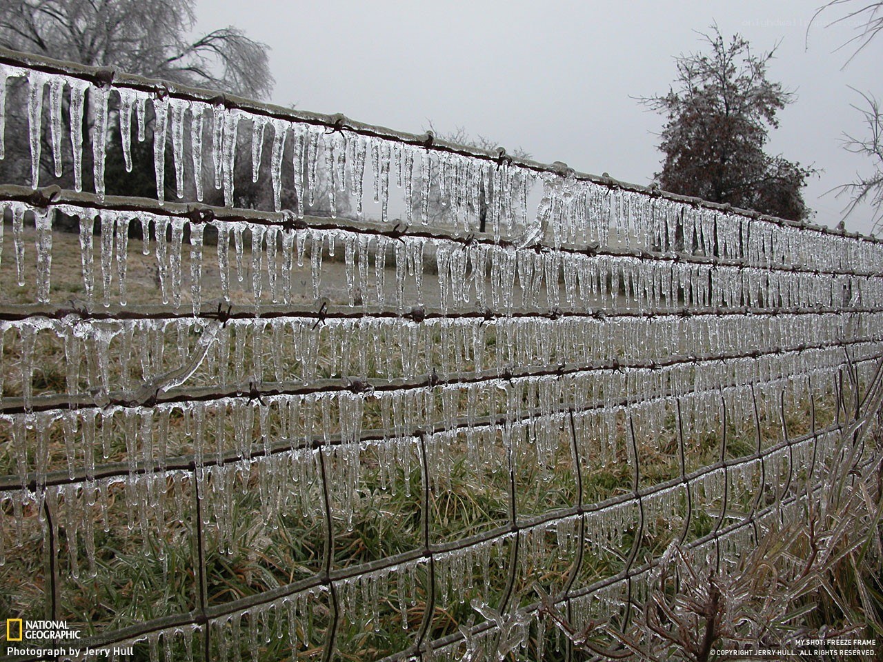 Icicles on a barbed wire fence