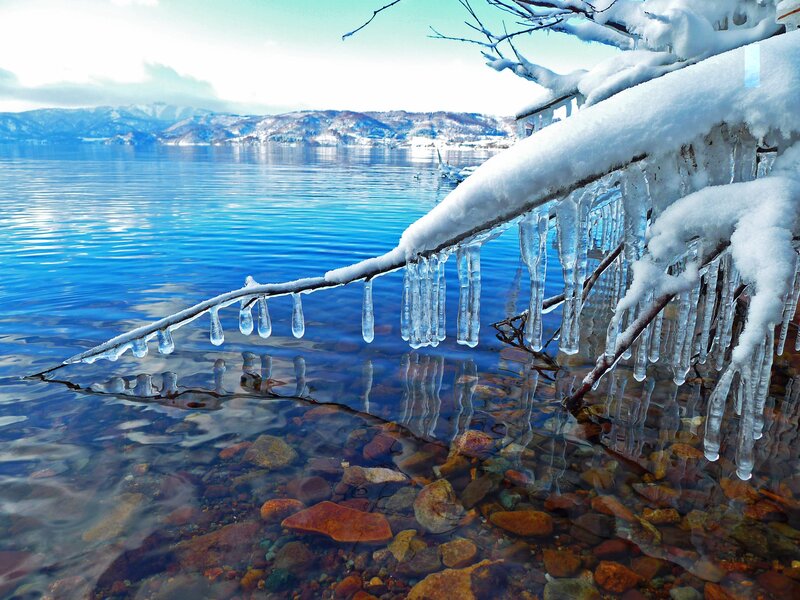 Icicles on a Branch — Blue, Serene