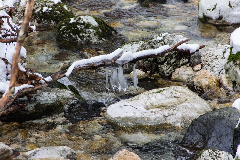 Icicles on a Branch — White, Cold