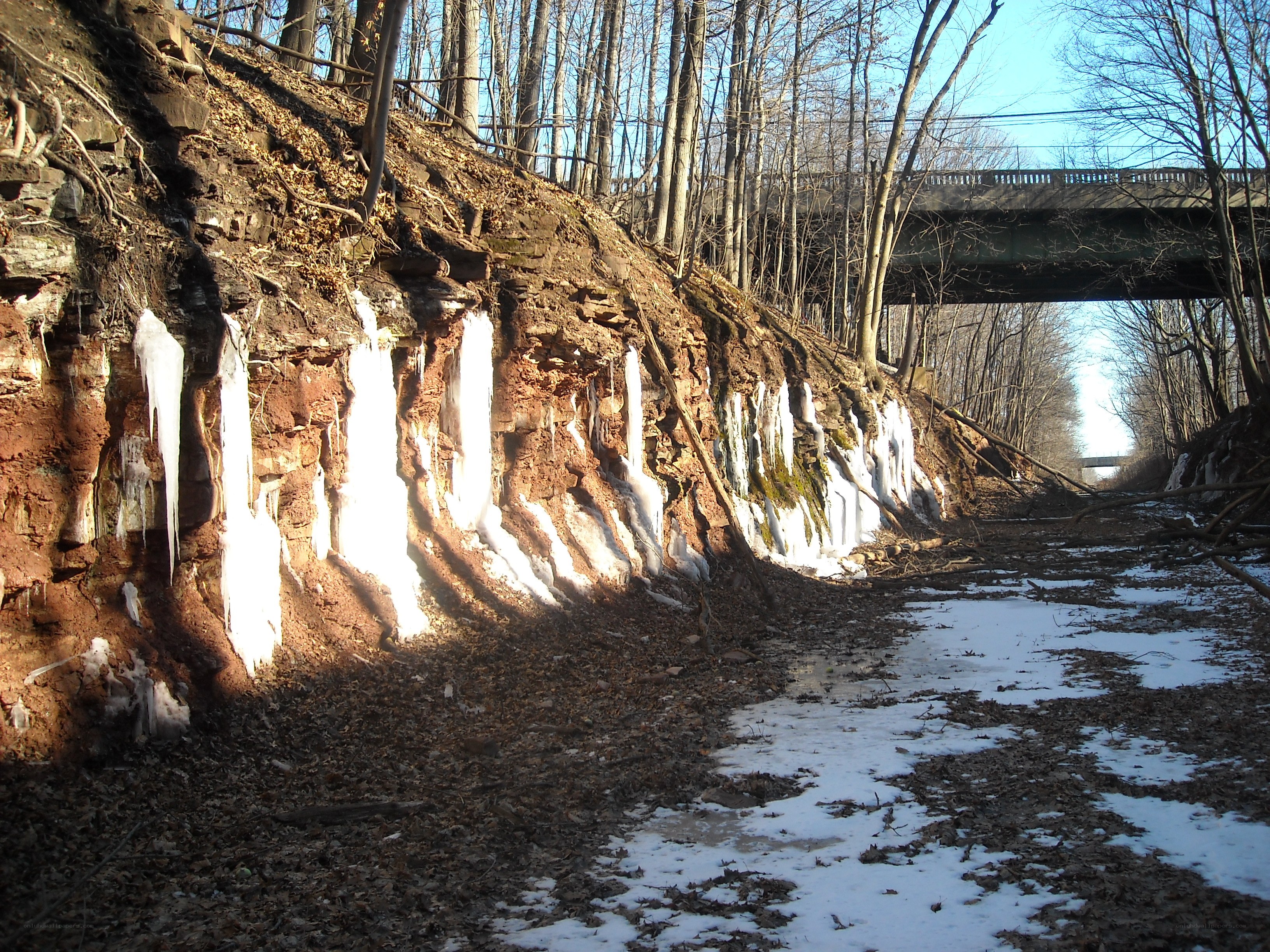 Icicles on a forest cliff