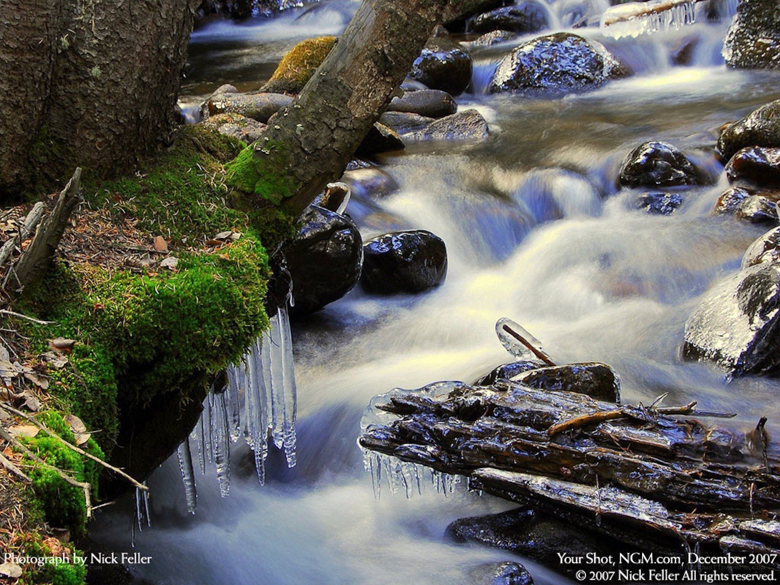 Icicles on a forest stream