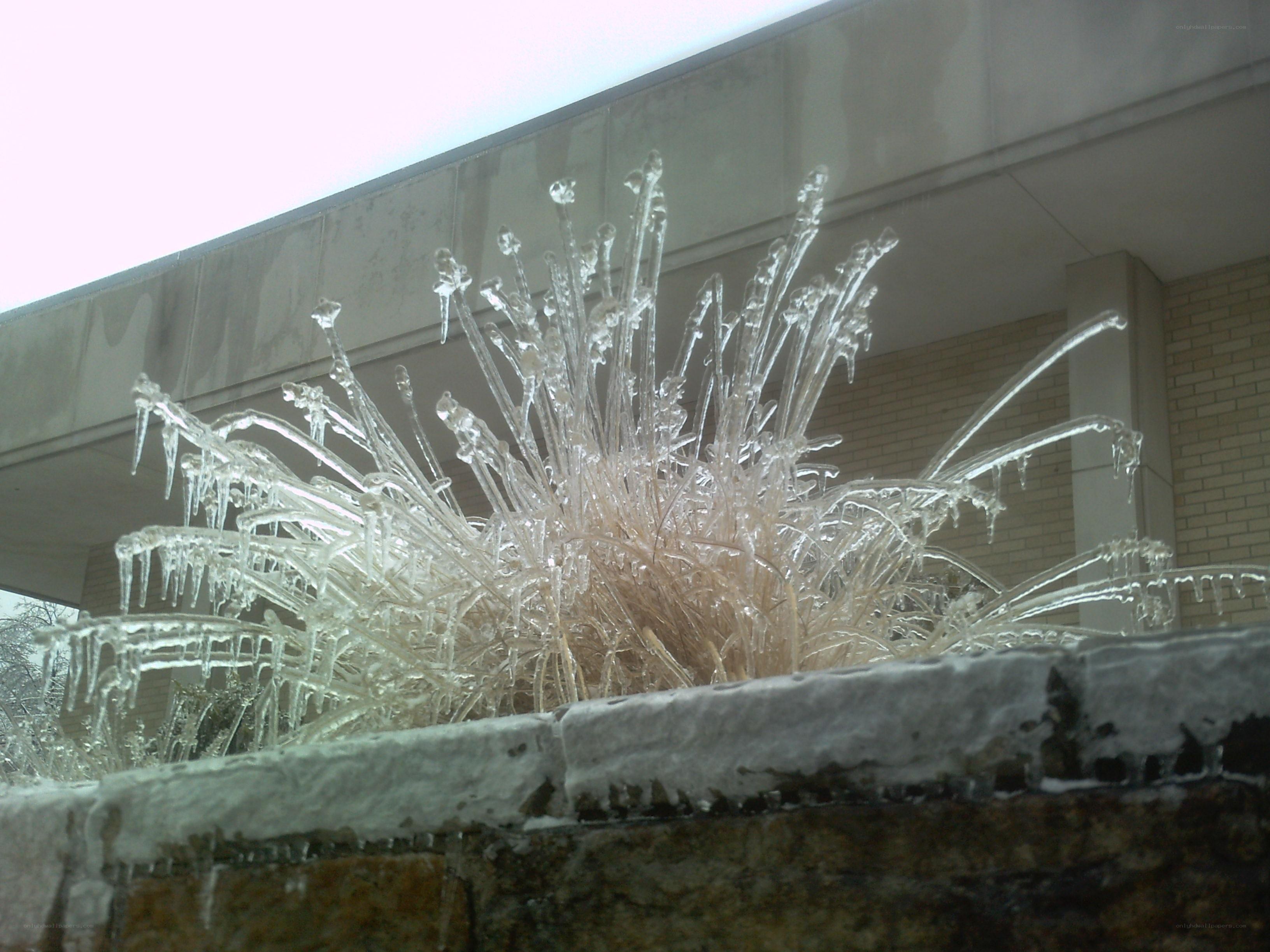 Icicles on a plant