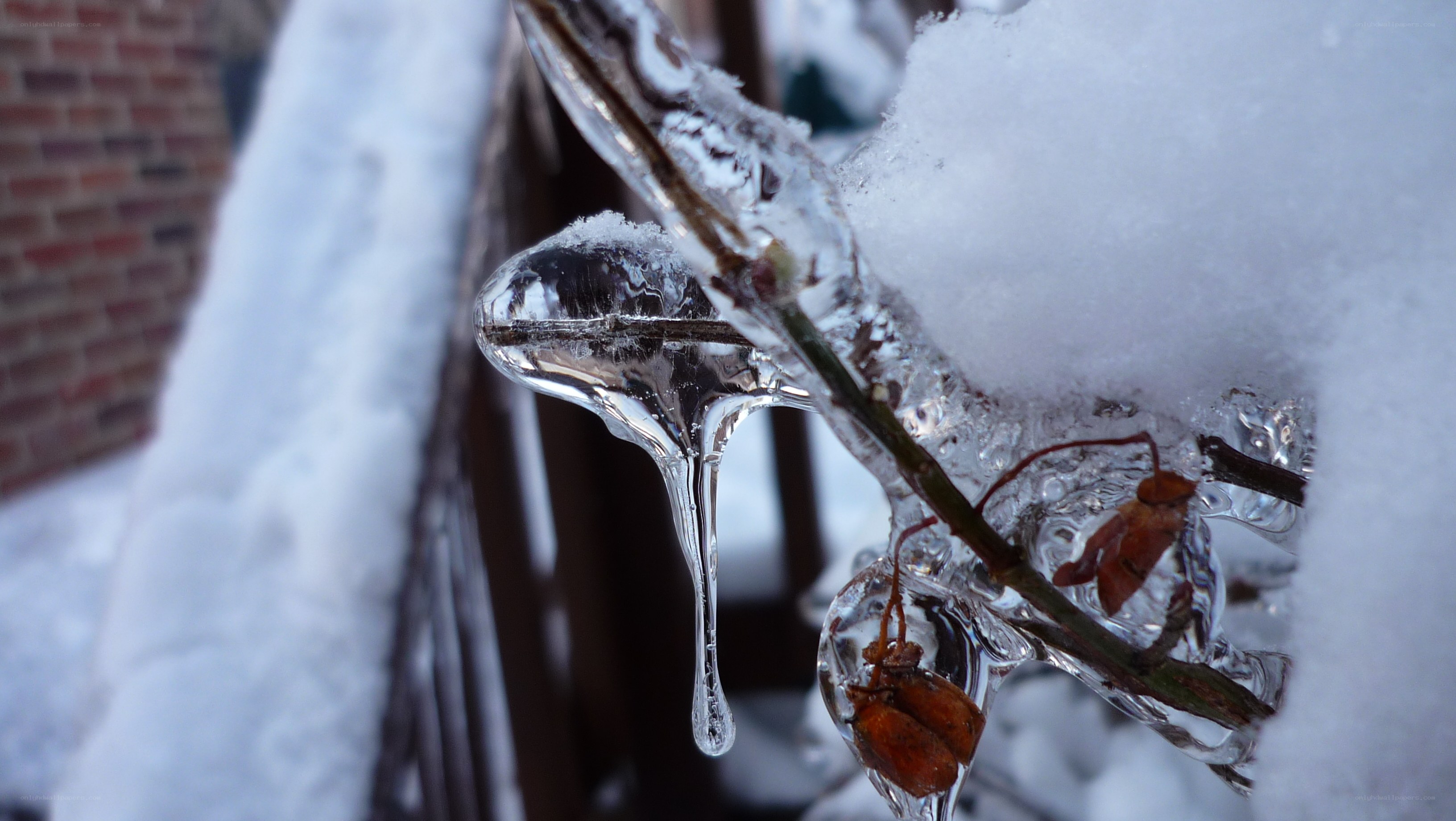 Icicles on a snowy branch