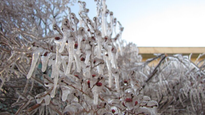 Icicles on berry branches