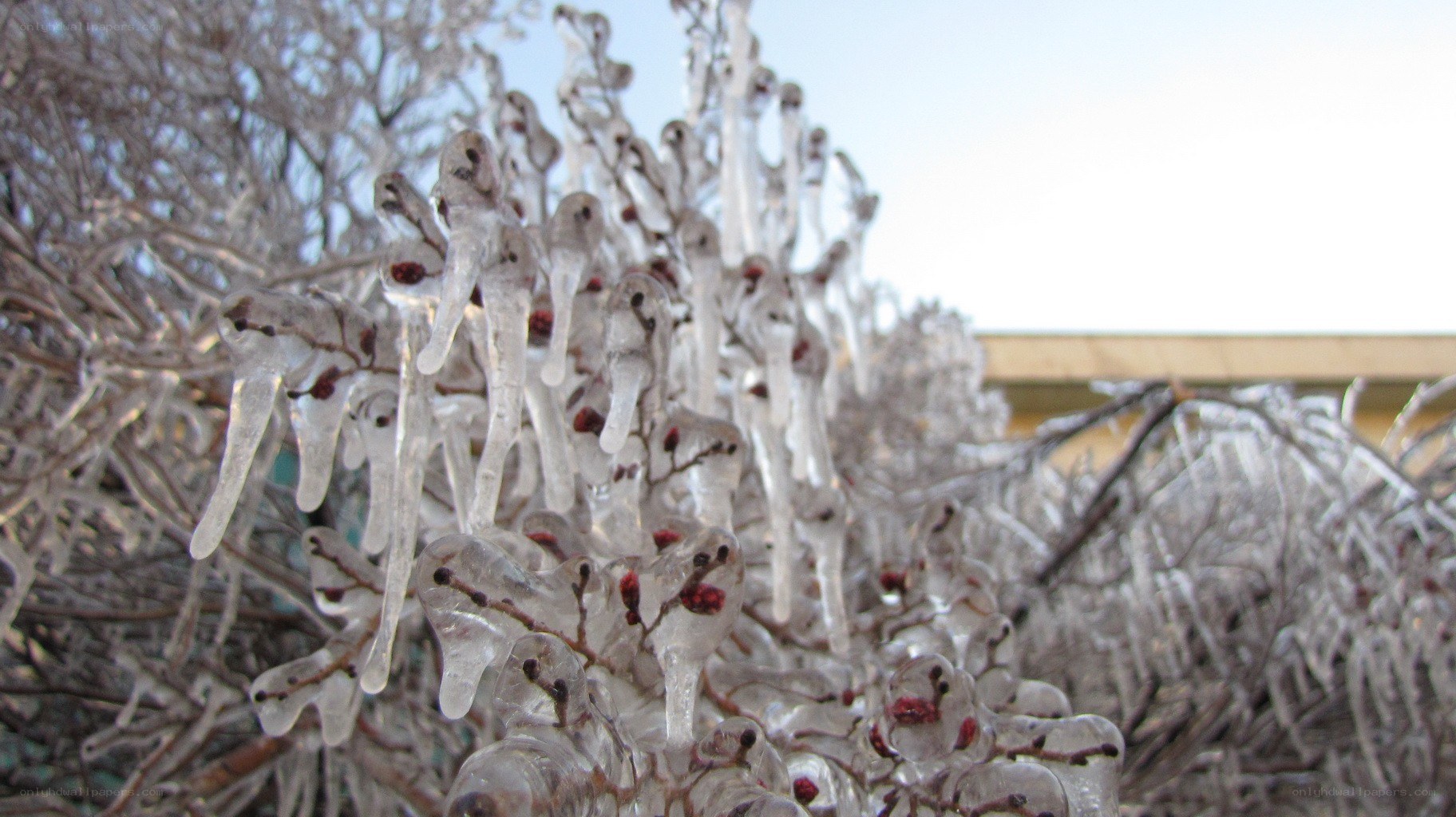 Icicles on berry branches