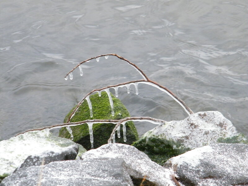 Icicles on Branches — Gray
