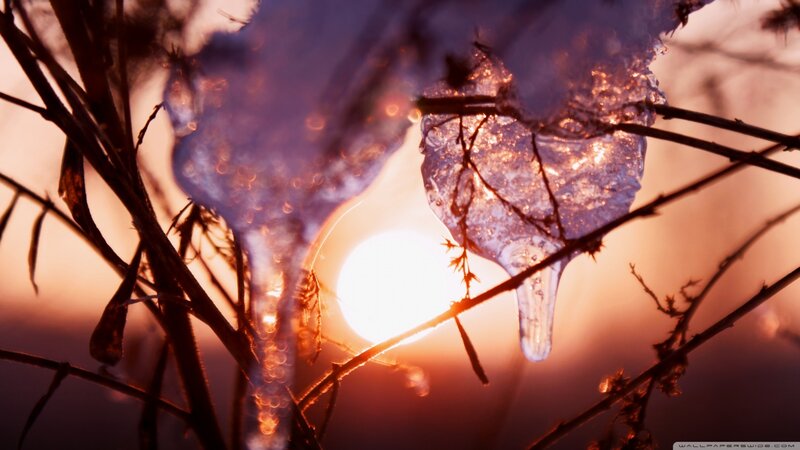 Icicles on Branches — Purple