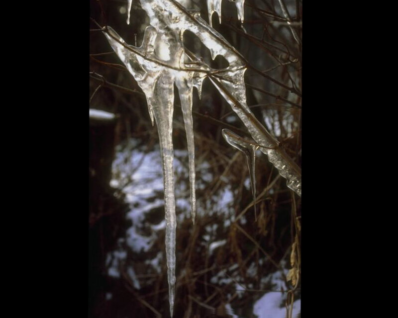 Icicles on Branches
