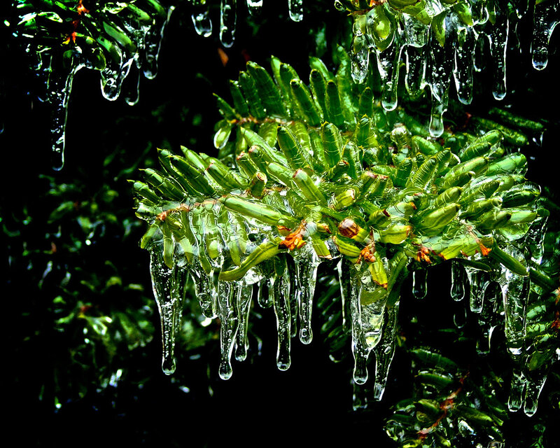 Icicles on evergreen branches