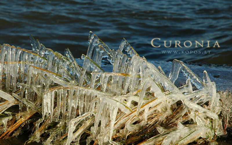 Icicles on Grass — Blue