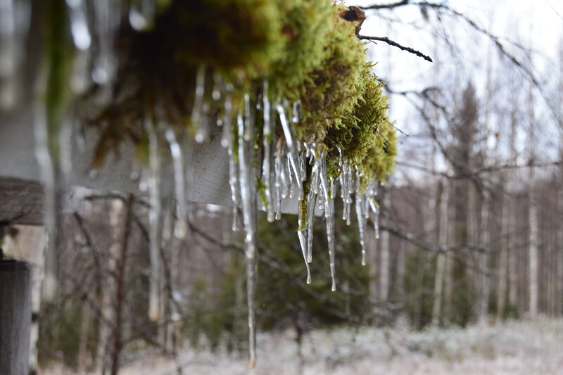 Icicles on Mossy Branch