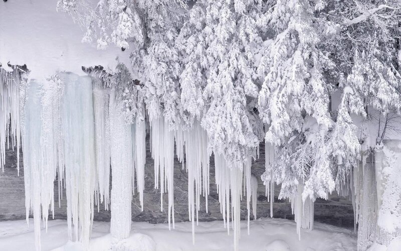 Icicles on Snow-covered Trees — Gray
