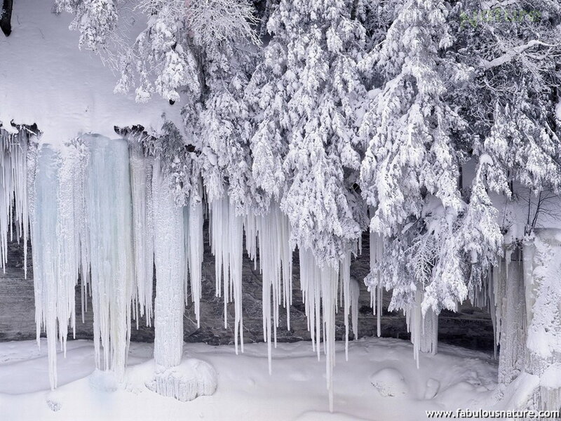 Icicles on Snow-covered Trees — White, Cold