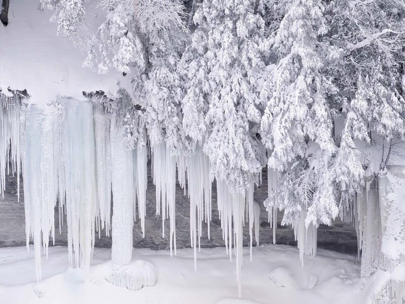 Icicles on Snow-covered Trees — White, Cold, Winter, Photograph, Snow, Ice, Gray